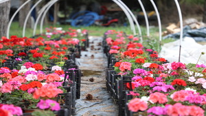 ESTÜ Serasında Yetiştirilen 20 Bin Çiçek ESTÜ Kampüslerini Süslemeye Başladı